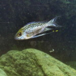 Cyathopharynx foae à Kekese (Tanzanie).