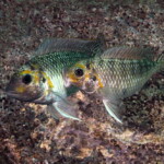 Interochromis loocki - mâles en combat territorial à Kasanga.