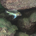 Interochromis loockii - mâle dominant à Kasanga. 1386977315