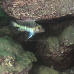 Interochromis loockii - mâle dominant à Kasanga.