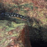 Julidochromis aff. transcriptus (Muzi).