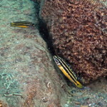 Julidochromis marksmithi à Lupita island.
