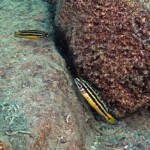 Julidochromis marksmithi à Lupita island. 3778890542