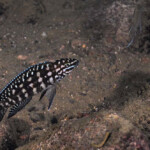 Julidochromis marlieri à Muzi.