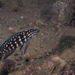 Julidochromis marlieri à Muzi. 1588067463