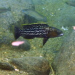 Lepidiolamprologus elongatus à Lyamembe.