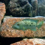 Lepidiolamprologus profundicola à Lupita island.