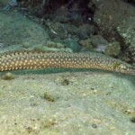 Mastacembelus moorii à Kalilani island (Karilani) 1203048973