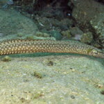Mastacembelus moorii à Kalilani island (Karilani)