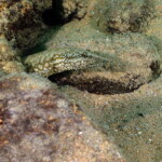 Mastacembelus moorii à Ulwile island (Tanzanie).