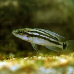 Neolamprologus bifasciatus en aquarium chez Heinz Büscher. 134471615