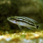 Neolamprologus bifasciatus en aquarium chez Heinz Büscher.