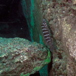 Neolamprologus cylindricus à Slaf rocks.