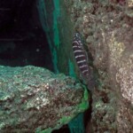 Neolamprologus cylindricus à Slaf rocks. 648962843