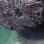 Neolamprologus furcifer à Kasanga.