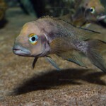 Neolamprologus furcifer en aquarium. 2710839021