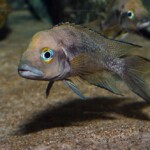 Neolamprologus furcifer en aquarium.
