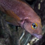 Neolamprologus furcifer en aquarium au magasin ABYSSE.