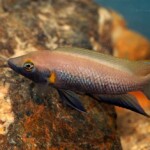 Neolamprologus nigriventris en aquarium. 3031004682