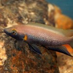 Neolamprologus nigriventris en aquarium.