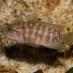 Neolamprologus obscurus en aquarium.