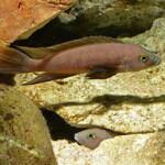 Neolamprologus pectoralis en aquarium.