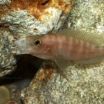 Neolamprologus prochilus en aquarium. 2170393482