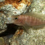 Neolamprologus prochilus en aquarium.