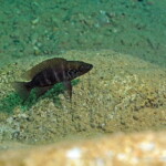 Neolamprologus savoryi à Kabogo.