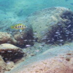 Neolamprologus sexfasciatus femelle gardant son fraie à Mpimbwe ( Tanzanie).