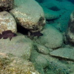 Neolamprologus toae - couple à Helembe.
