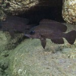 Neolamprologus toae - couple à Maswa. 3886695423