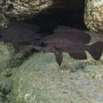 Neolamprologus toae - couple à Maswa.