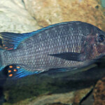 Petrochromis sp. giant en aquarium. 594588660