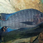 Petrochromis sp. giant en aquarium.