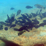 Simochromis - Tropheus - Petrochromis à Mtosi. 3656368499