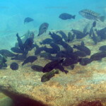 Simochromis - Tropheus - Petrochromis à Mtosi.