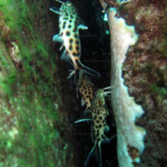 Synodontis grandiops à Slaf rocks (Tanzanie).