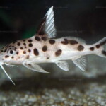 Synodontis grandiops
