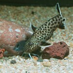 Synodontis lucipinnis