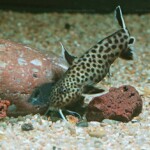 Synodontis lucipinnis 2528082800