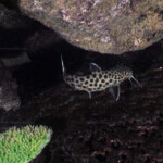 Synodontis polli