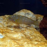 Tanganicodus irsacae de Kavala en aquarium.