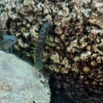 Telmatochromis brachygnathus à Mpimbwe (Tanzanie). 1741174900