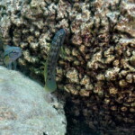 Telmatochromis brachygnathus à Mpimbwe (Tanzanie).