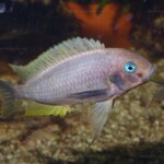 Tropheus annectens de Bulu point en aquarium.