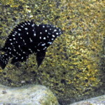 Tropheus duboisi juvénile en milieu naturel à Maswa.