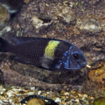 Tropheus duboisi de Maswa en aquarium.