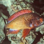 Tropheus sp. red Kachese en aquarium au club de Vernon.