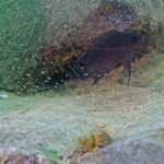 Variabilichromis moorii adulte et alevins à Molwe. 3325147632